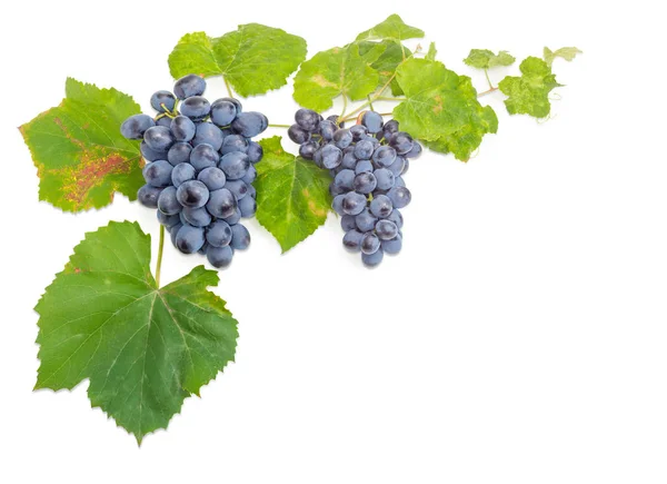 Clusters of blue grapes on the vine with leaves — Stock Photo, Image