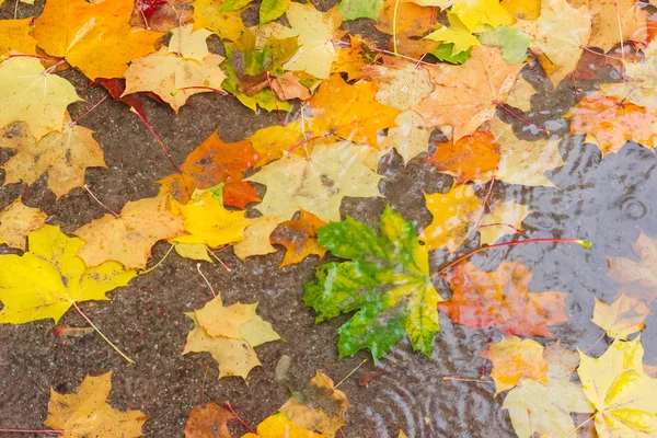 Fundo de multi colorido folhas de bordo caídas na poça — Fotografia de Stock