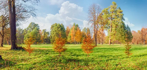 Glade i parken på bakgrund av barrträd och lövträd — Stockfoto