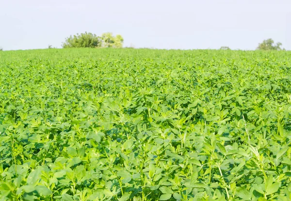 Campo della giovane erba medica in mattina d'estate — Foto Stock