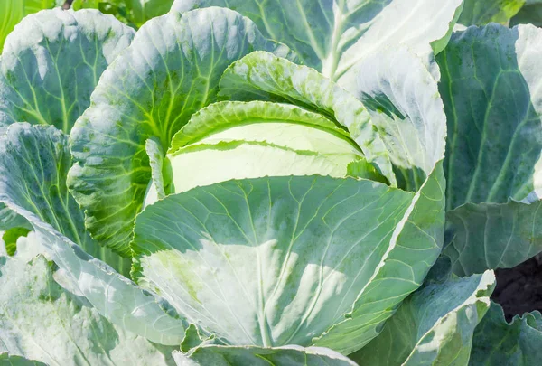 Bir çiftlikte lahana Başkanı