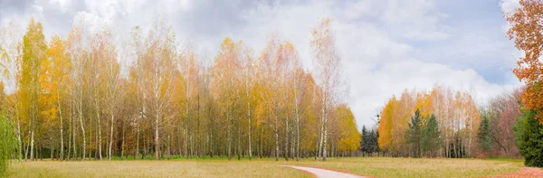 Glade őszi parkban, a nyír, a háttérben — Stock Fotó