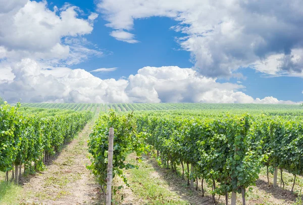 Vineyard against of the sky with clouds — Stock Photo, Image