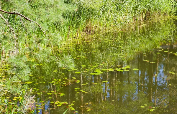 Costa do lago com juncos em floresta de pinheiros — Fotografia de Stock