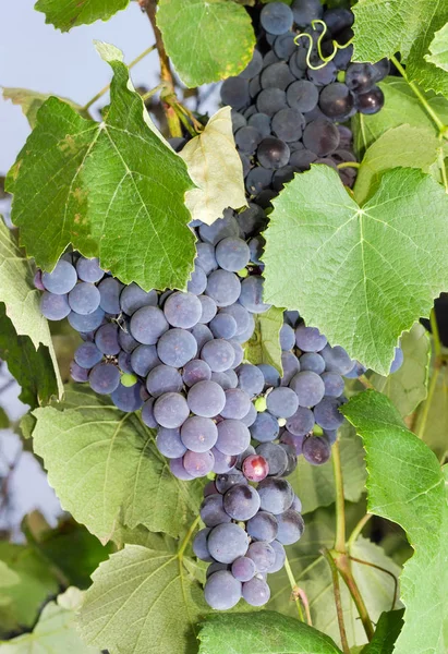 Blue grapes on a vine on the vineyard close seup — стоковое фото