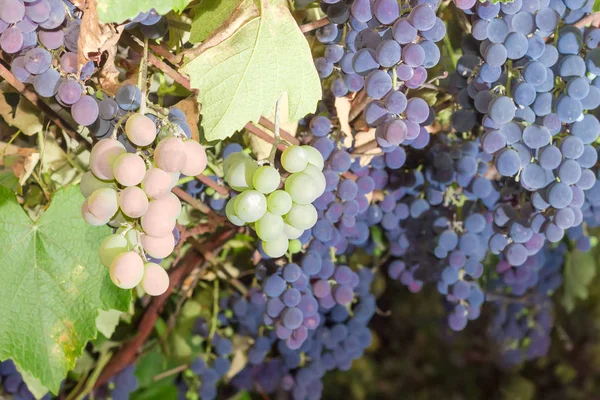 Contexte des grappes de raisins sur une vigne — Photo