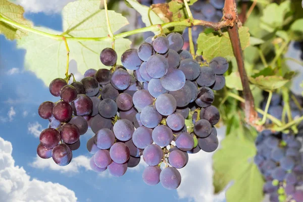 Кластеры голубого винограда на виноградной лозе против неба — стоковое фото