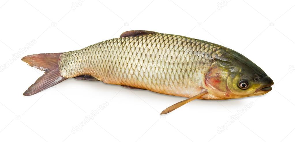 Grass carp on a white background closeup