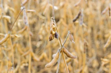 Alan closeup karşı kök üzerinde soya bakla