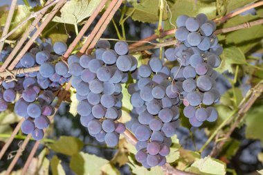 Kümeleri mavi üzüm asma üzerinde asılı