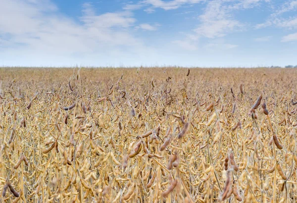 领域的成熟大豆对天空的 — 图库照片
