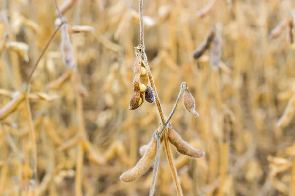 Soja peulen op stengel tegen van de veld-closeup — Stockfoto