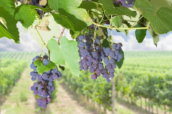 Los racimos de las uvas azules sobre la vid contra el viñedo — Foto de Stock