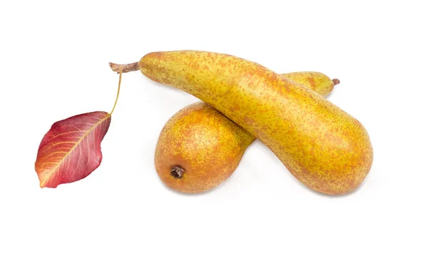 Two Bosc pears on a white background — Stock Photo, Image
