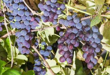 Arka plan mavi üzüm kümeleri üzerinde bir asma