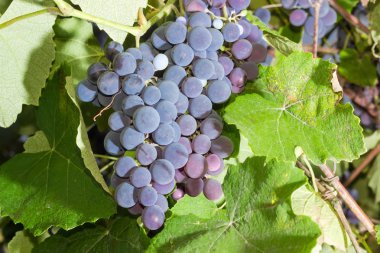 Arka plan mavi üzüm kümede bir asma