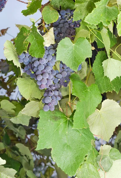 Blauwe druiven op een wijnstok op de wijngaard — Stockfoto