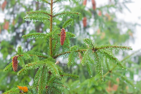 Ветви ели с шишками во время дождя — стоковое фото