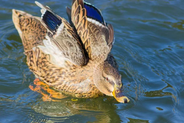 Pato na água com asas parcialmente desdobradas close-up — Fotografia de Stock