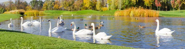 Zwanen en eenden op het meer in de herfst park — Stockfoto