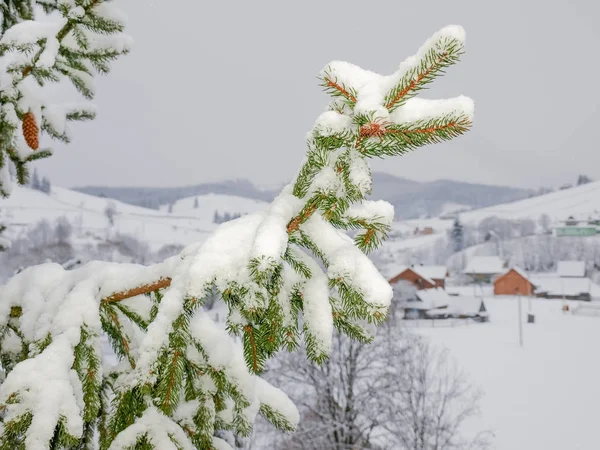 Ramo di abete rosso ricoperto di neve contro di villaggio di montagna — Foto Stock