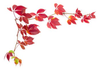 Branches of Virginia creeper with autumn leaves on white backgro clipart