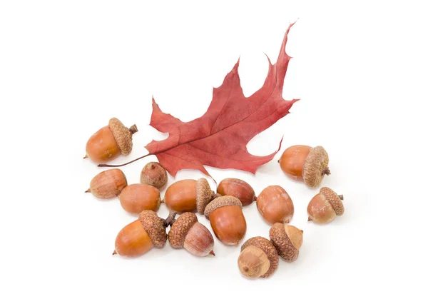 Eikels en red oak leaf op een witte achtergrond — Stockfoto