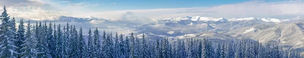 Bir ön planda çam ormanı ile kış Karpatlar Panoraması — Stok fotoğraf