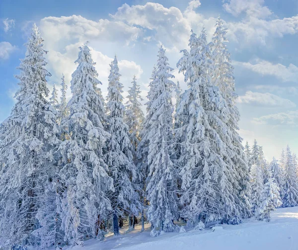 Groep van sneeuw bedekte sparren in de Karpaten — Stockfoto