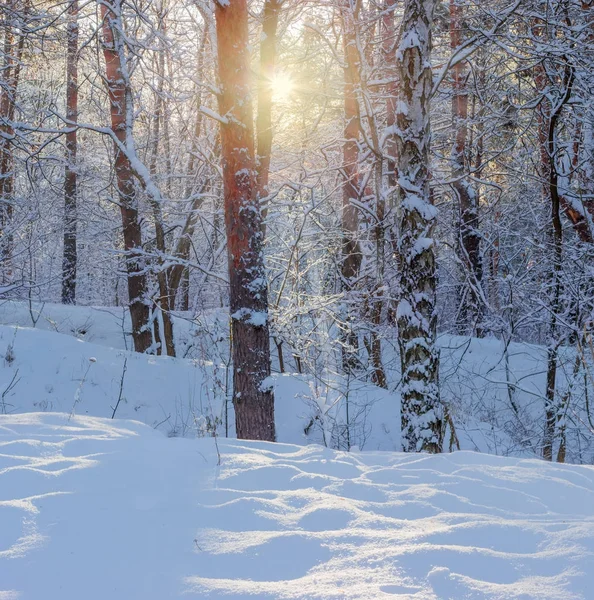Az ágak a fák a téli erdő és a sun gerendák — Stock Fotó