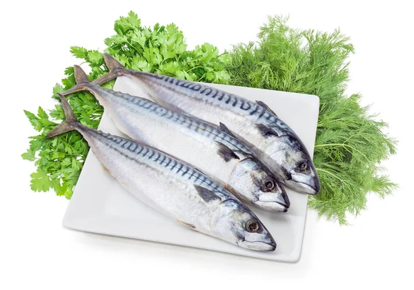 Ongekookt Atlantische makreel op wit bord tegen van kruiden — Stockfoto