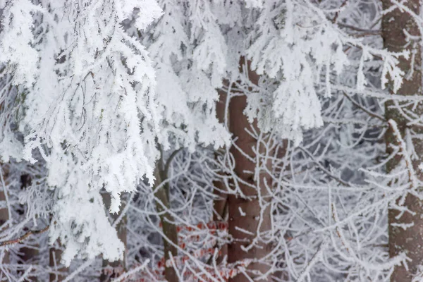 Contexto de um fragmento de floresta coberta de neve — Fotografia de Stock