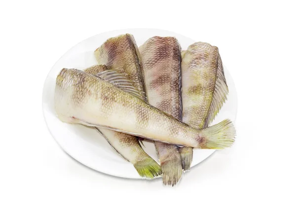 Ongekookt notothenia vis op een witte schotel — Stockfoto