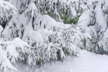 Arka plan karla kaplı çam dalı