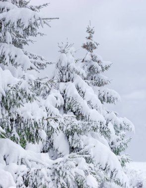 Ladin bulutlu gökyüzü arka plan üzerinde parça kar kaplı