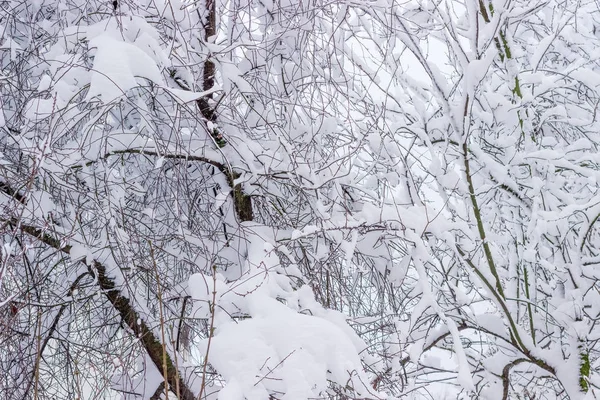 Фон гілок дерев, покритих снігом в похмурий день — стокове фото