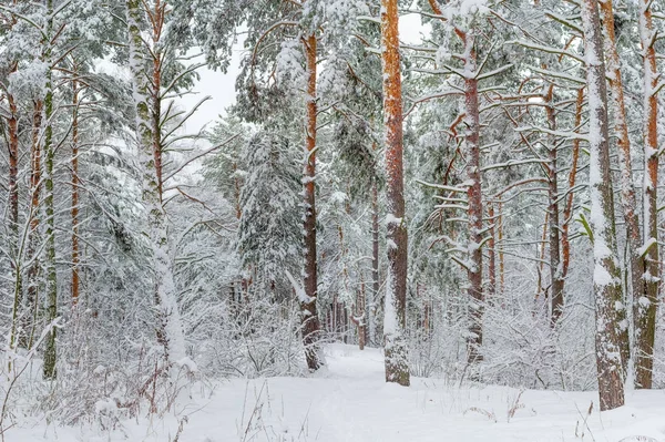 Fragmento del bosque invernal después de las nevadas — Foto de Stock