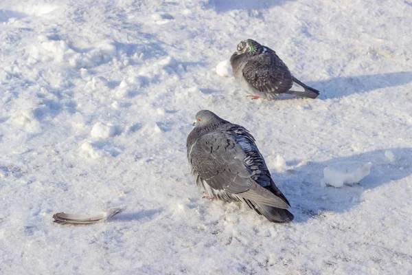 Два голуби на поверхні вкриті снігом і раєм — стокове фото
