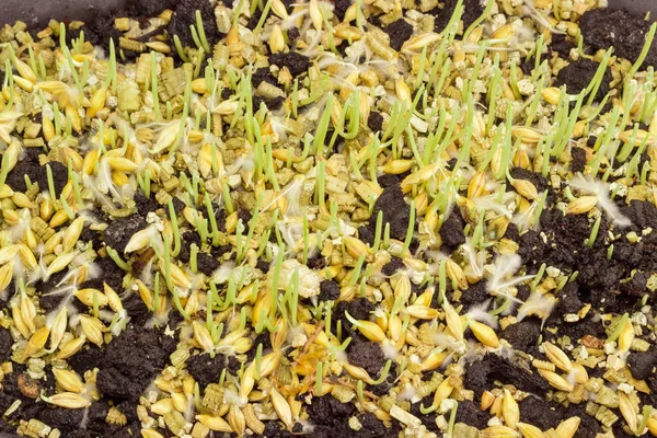 Young sprouts of barley during germinating seeds