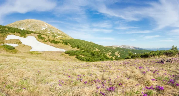 Pente de montagne avec des crocus violets parmi l'herbe flétrie — Photo