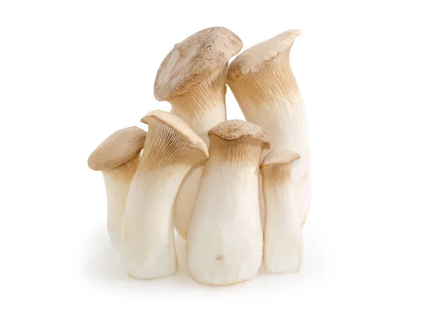 Čerstvé pěstovaných Eringi houby různých velikostí na bílém podkladu — Stock fotografie