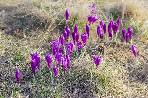 Group of the purple crocuses among the withered grass — Stock Photo, Image