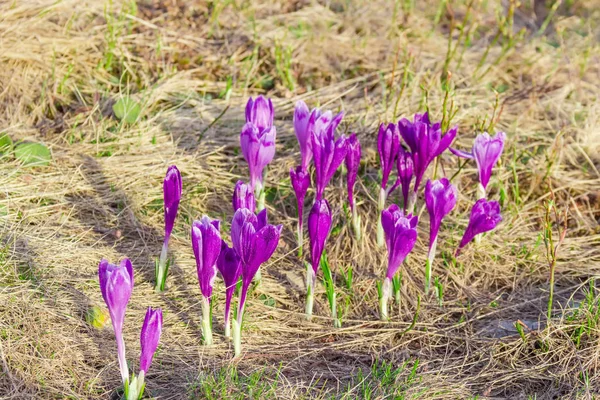 Groupe des crocus violets par un matin de printemps — Photo