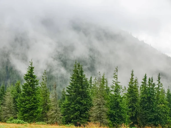 Pendiente de montaña cubierta de bosque parcialmente en nubes —  Fotos de Stock