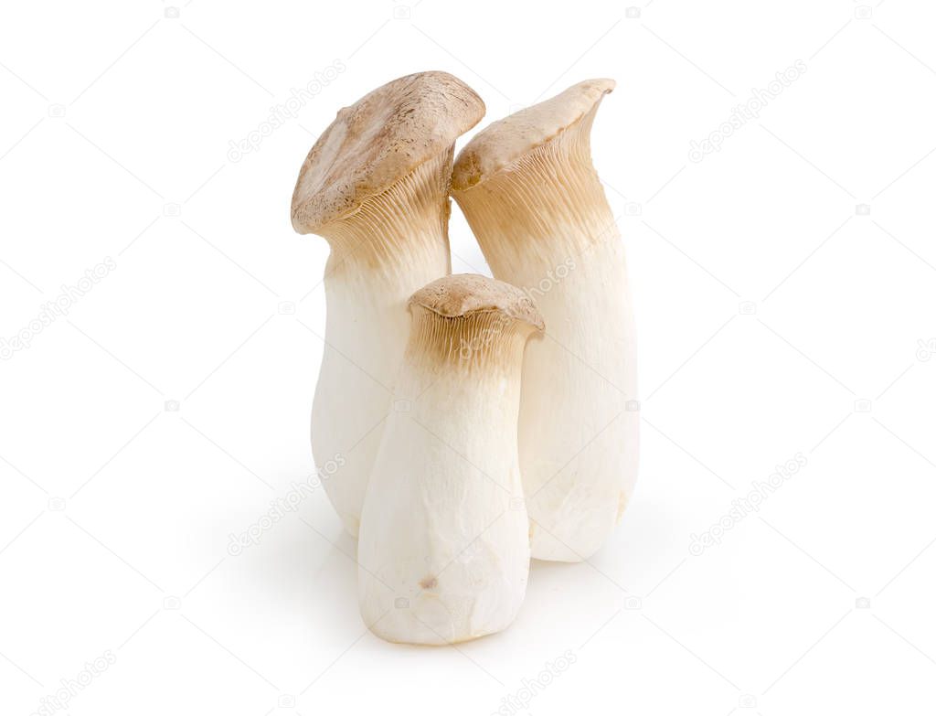Three fresh cultivated Eringi mushrooms different sizes