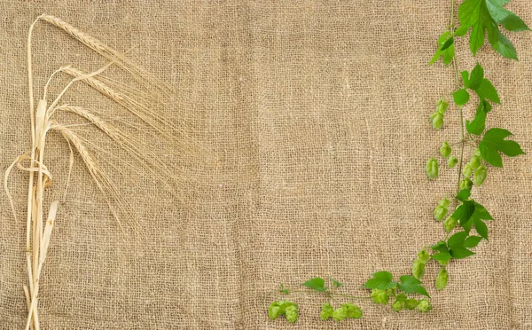Background of burlap with barley ears and hop branch