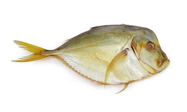 Atlantik moonfish beyaz bir arka plan üzerinde füme