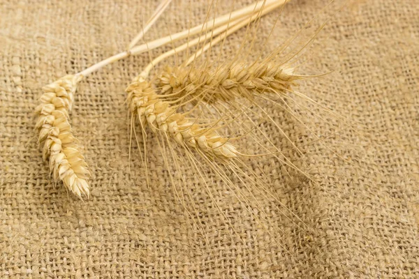Three wheat ears on the burlap at selective focus