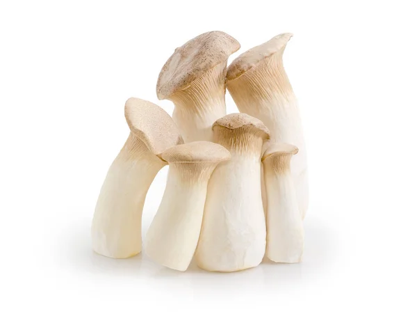 Fresh cultivated Eringi mushrooms different sizes on white background — Stock Photo, Image