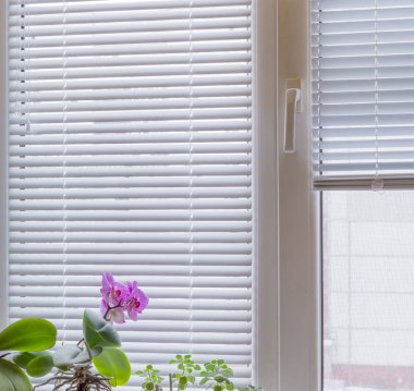 Venedik güneşlikler ve çiçekli orkide ile modern pencere parçası